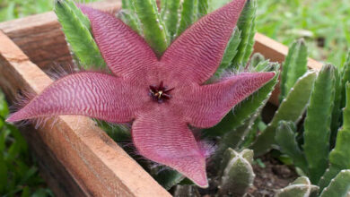 Starfish Cactus