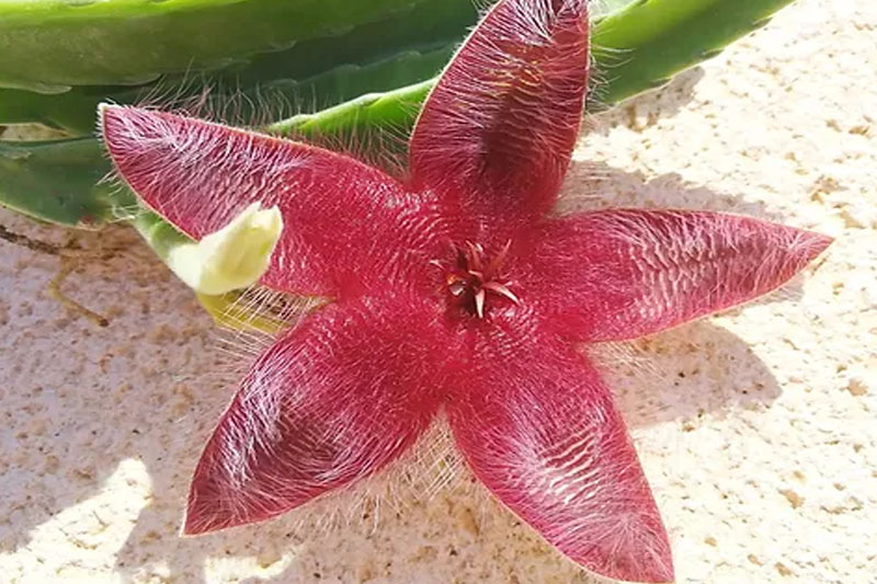 Starfish Cactus Colours