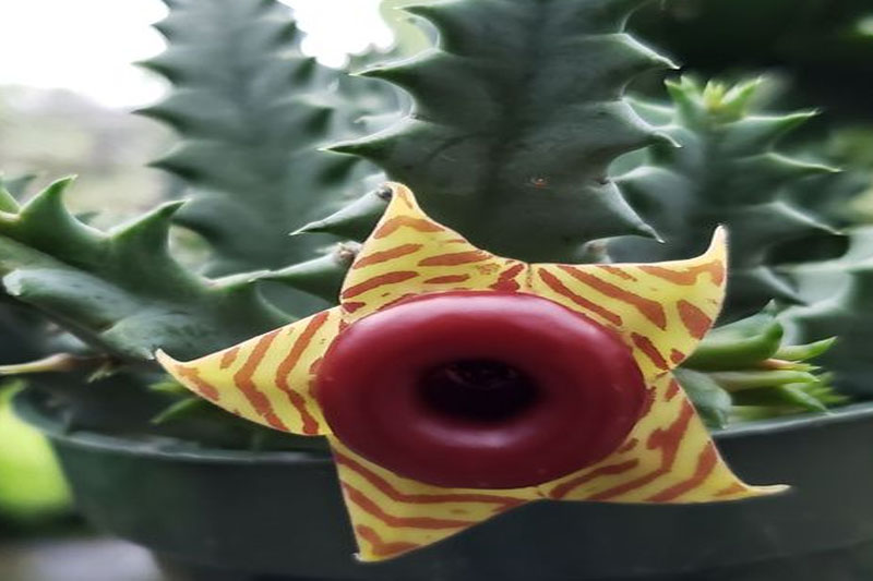 Starfish Cactus plant