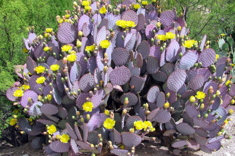 santa rita prickly pear (opuntia violacea) purple
