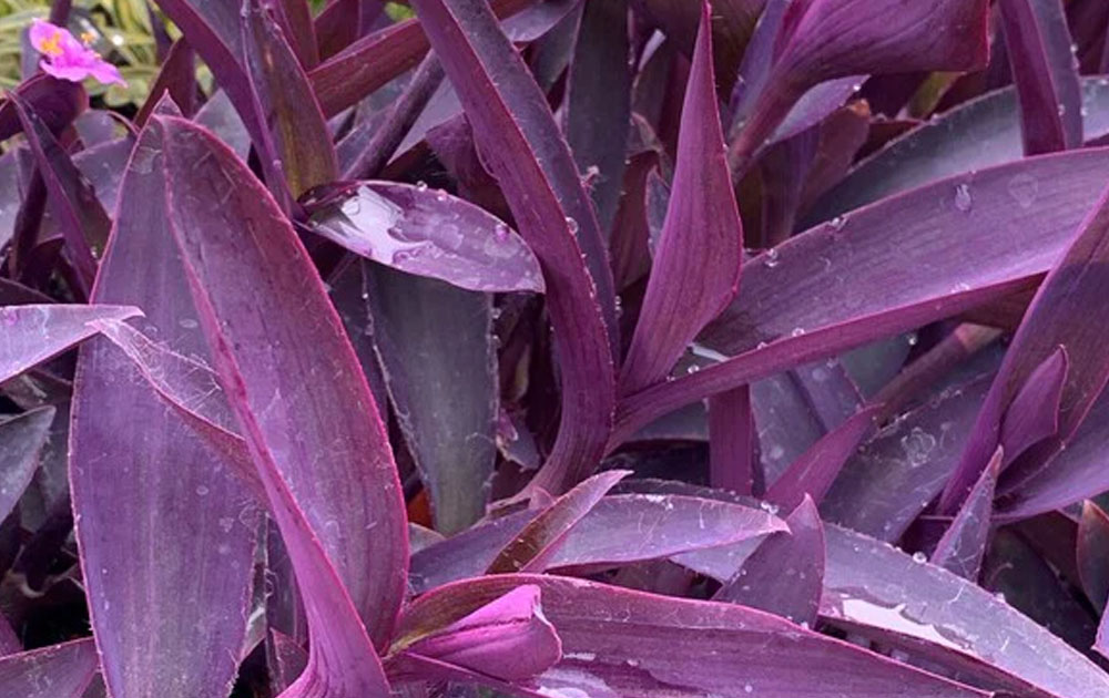 Plant with purple under leaves